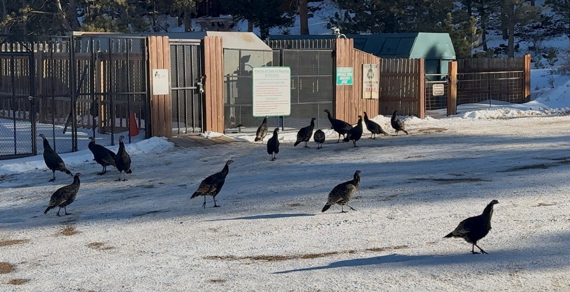Wild turkeys visiting