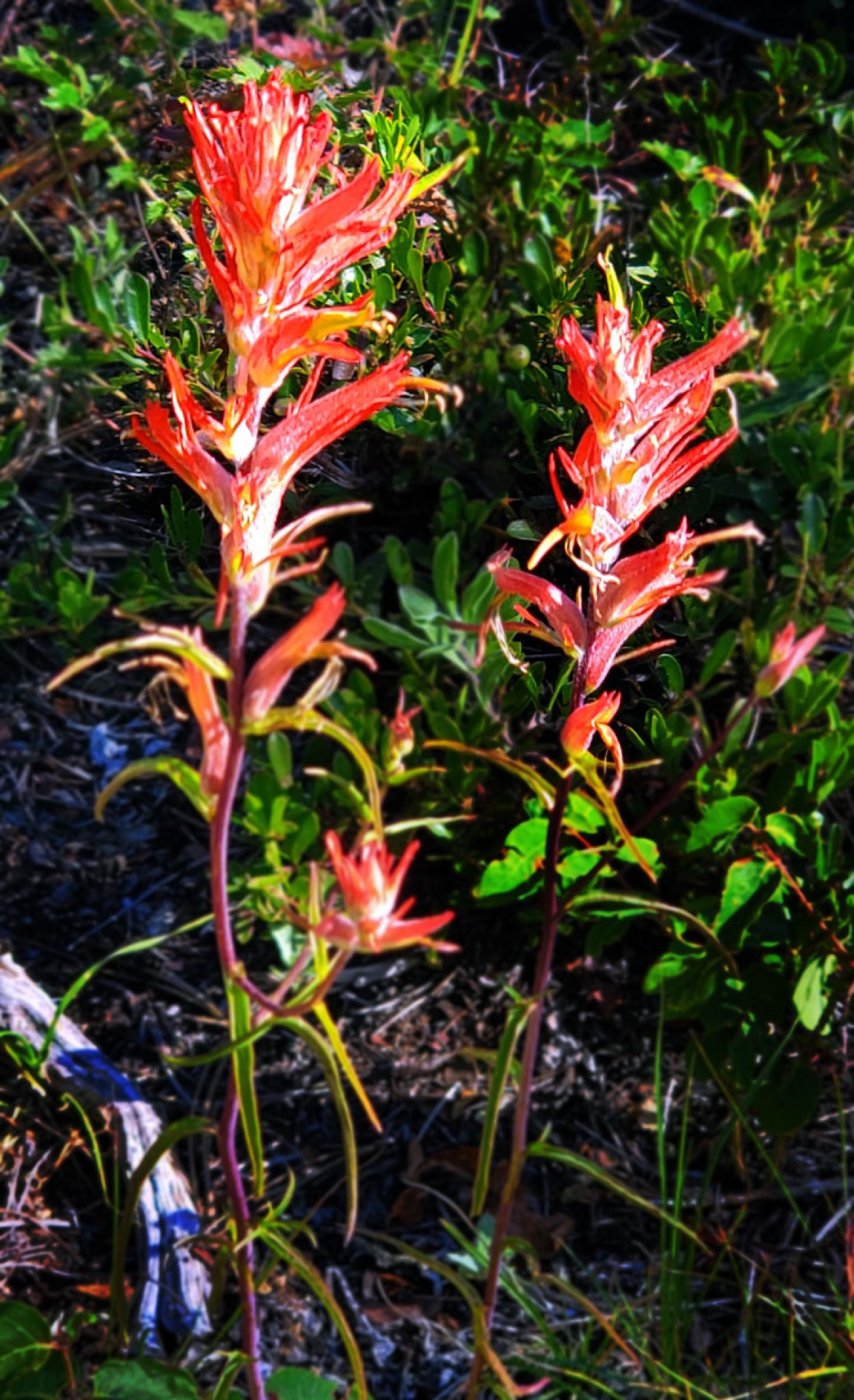 Indian paintbrush